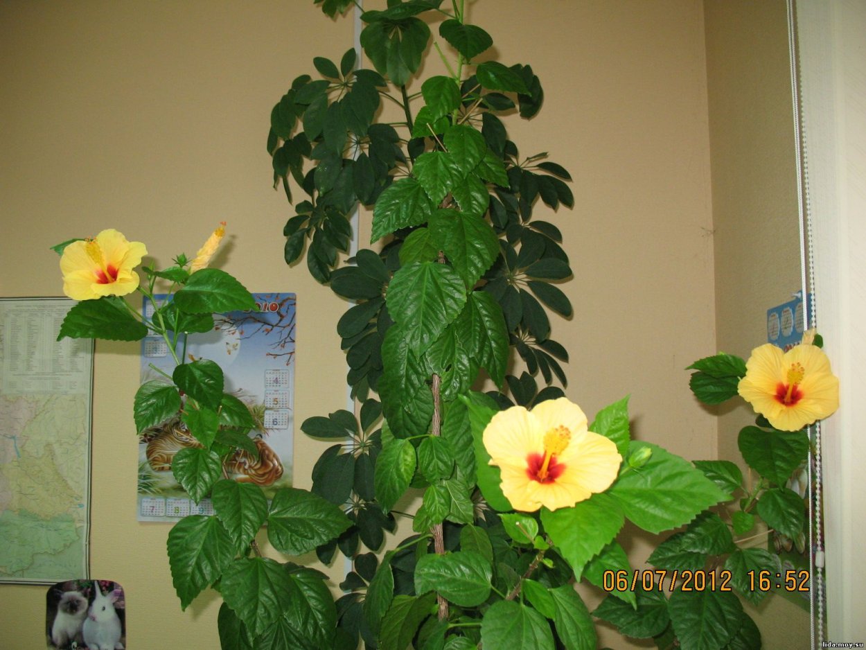 Гибискус в Евпатории