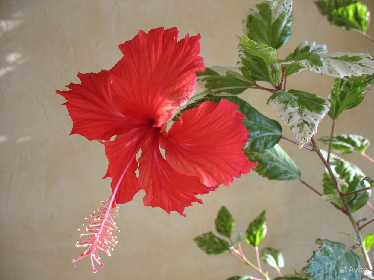 Гибискус Априкот