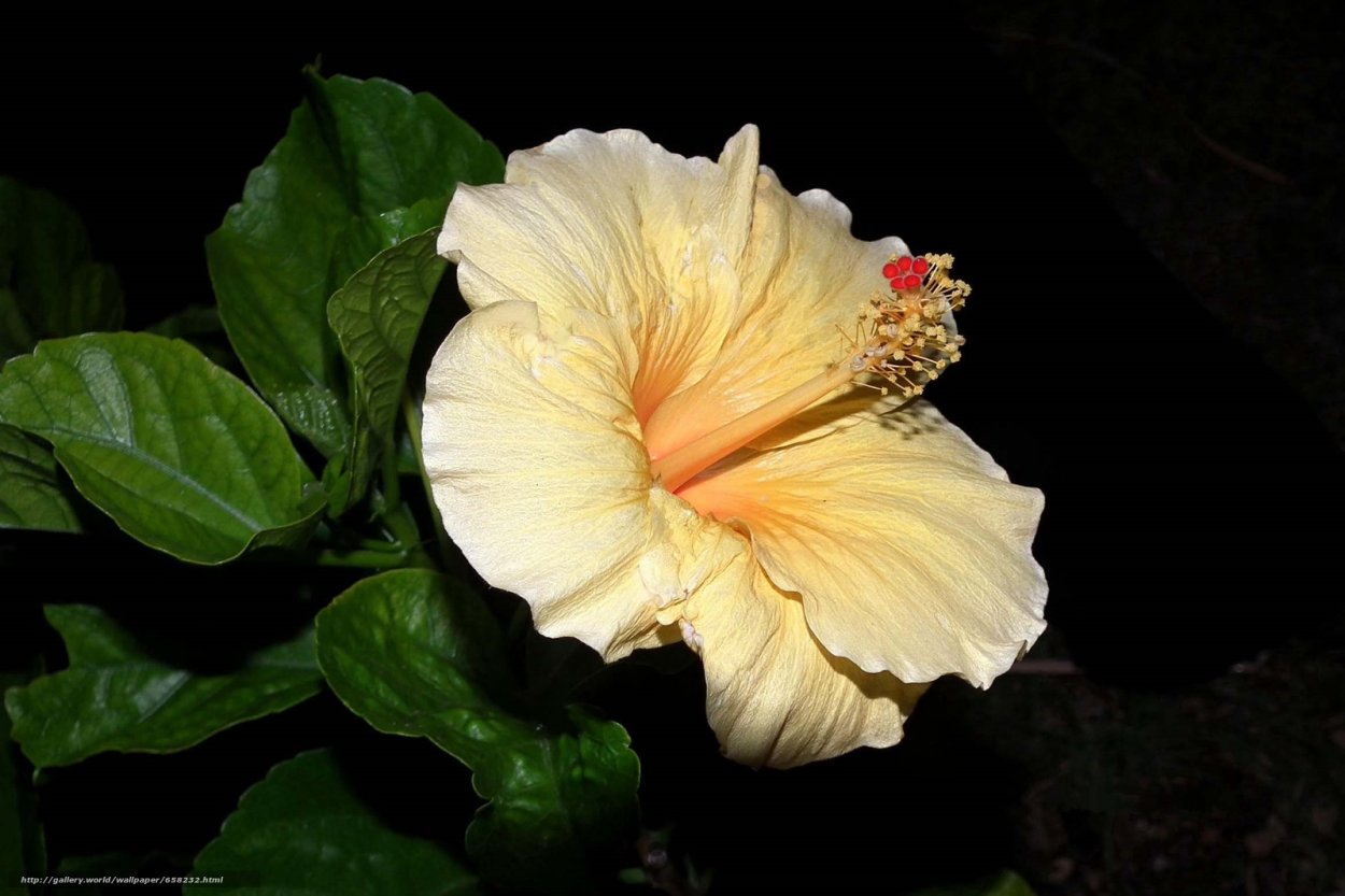 Гибискус китайская роза