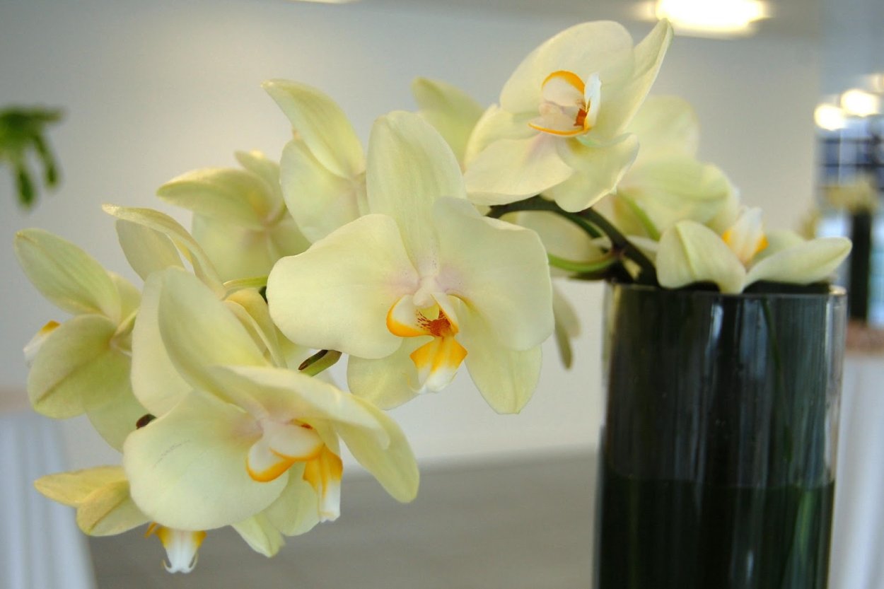 Фаленопсис Еллоу Коу