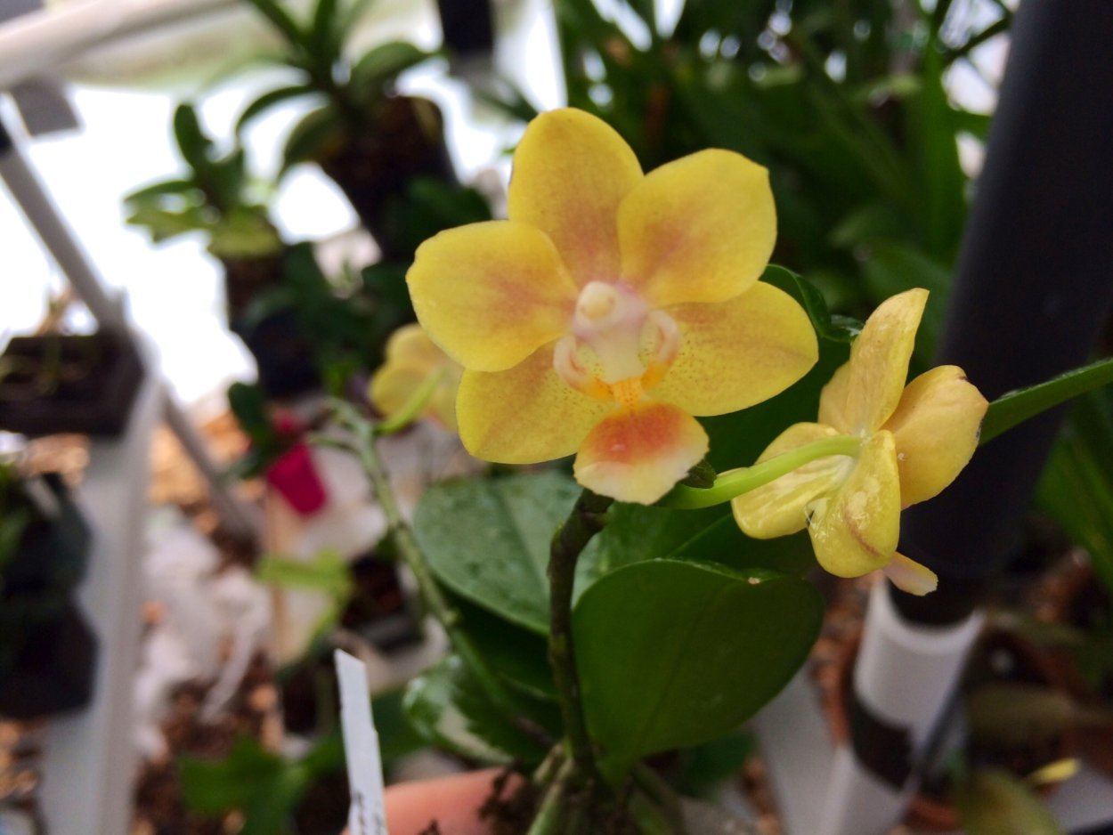 Phal. Allura 'Starlight'