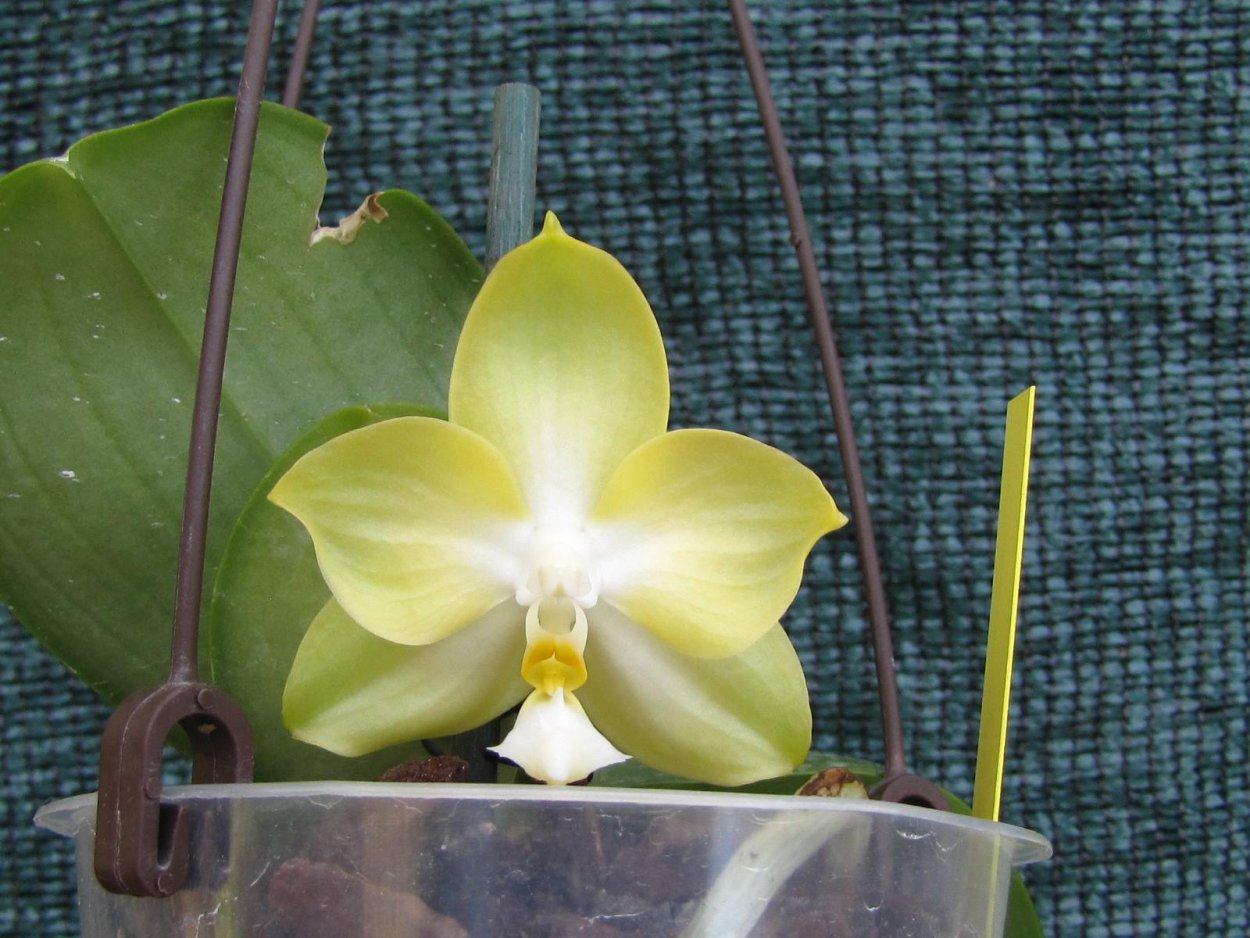 Фаленопсис Zheng min Mica