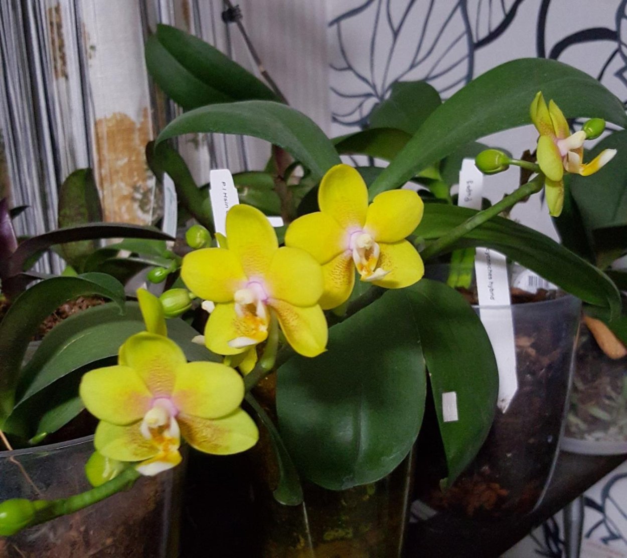 Орхидея Hsin cutie Honey