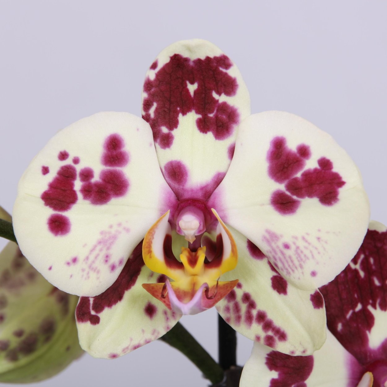 Орхидея фаленопсис Шанхай