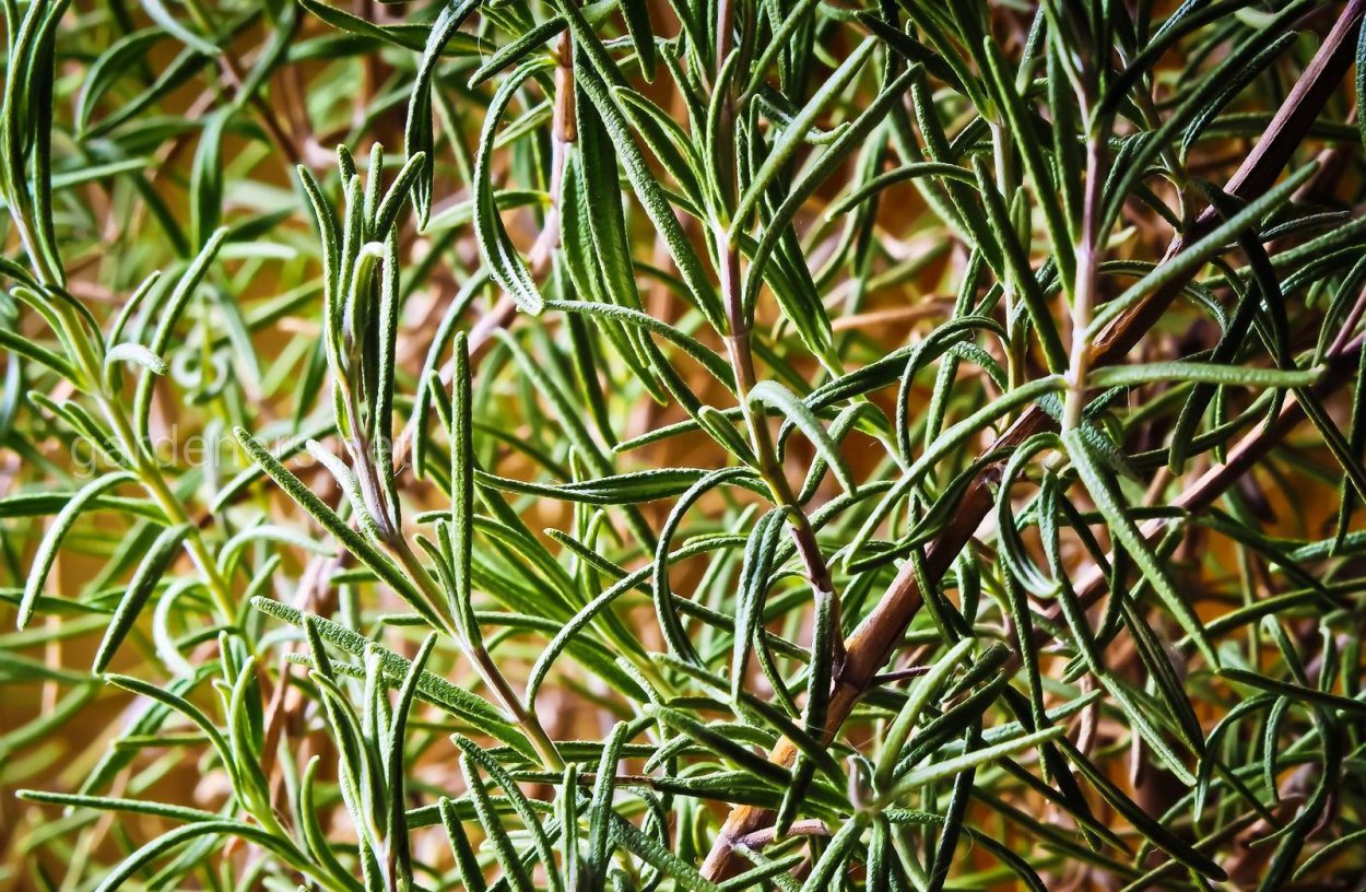 Розмарин лекарственный ампельный