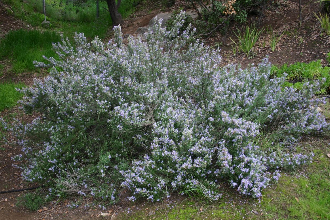 Веточка розмарина