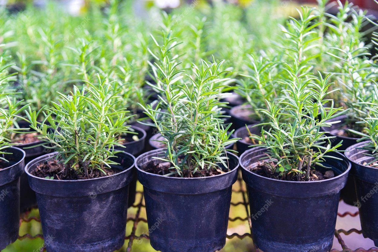 Розмарин в горшке