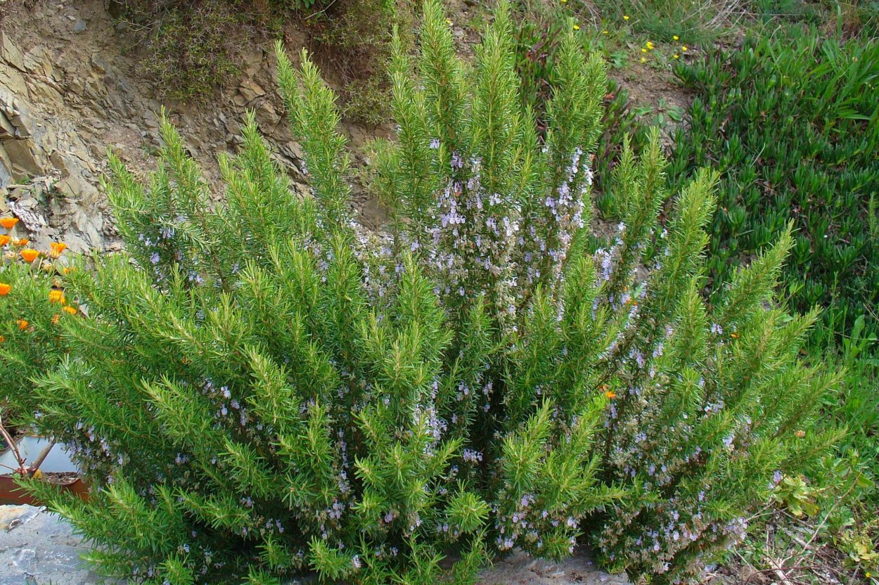 Розмарин лекарственный нежность