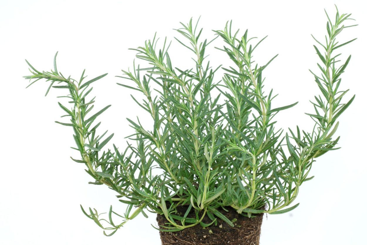 Розмарин полукустарник