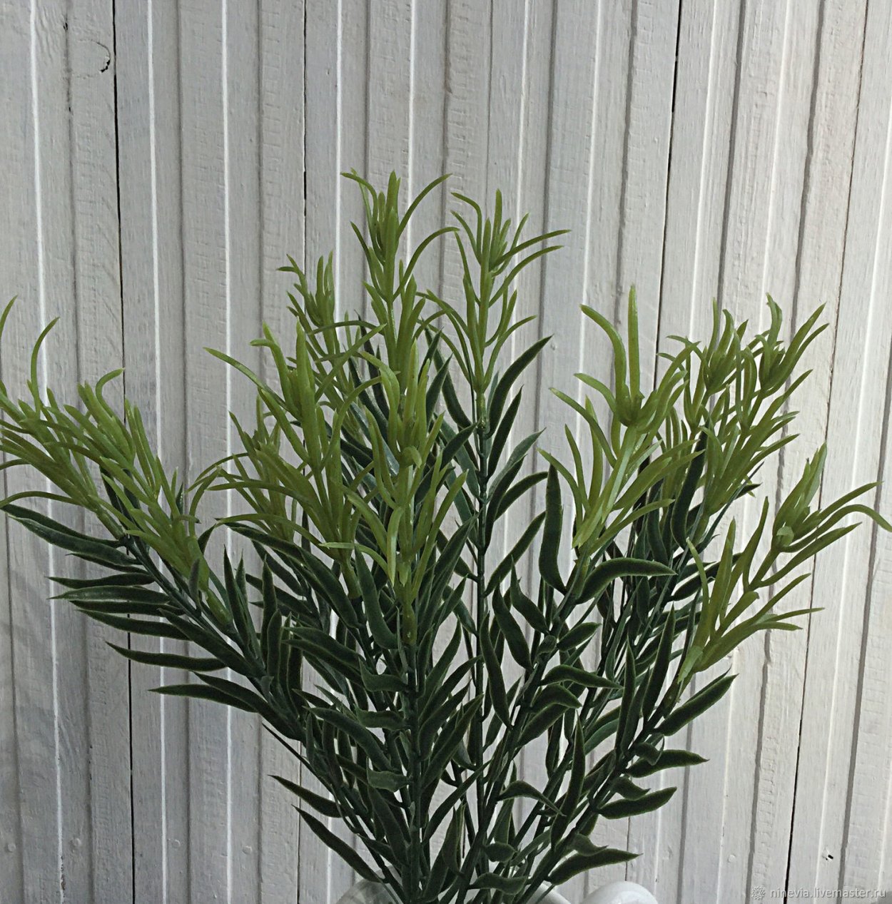 Куст розмарина вечнозеленый