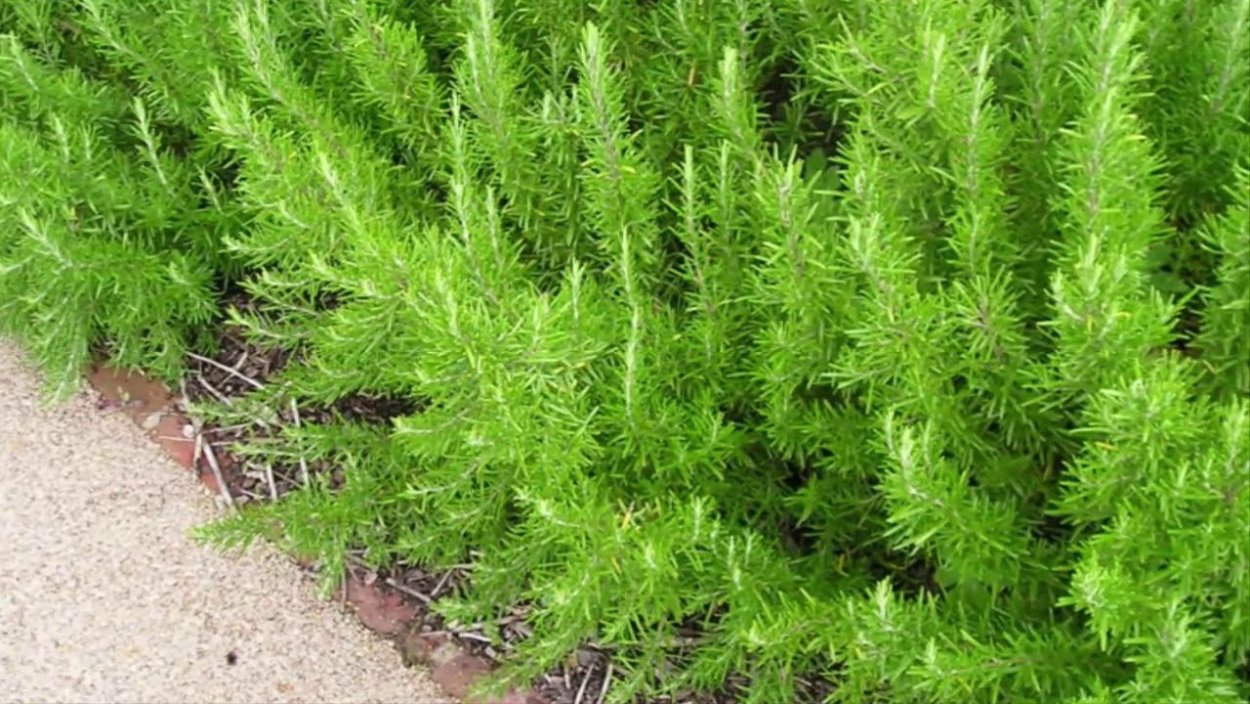 Растения Живая изгородь розмарин