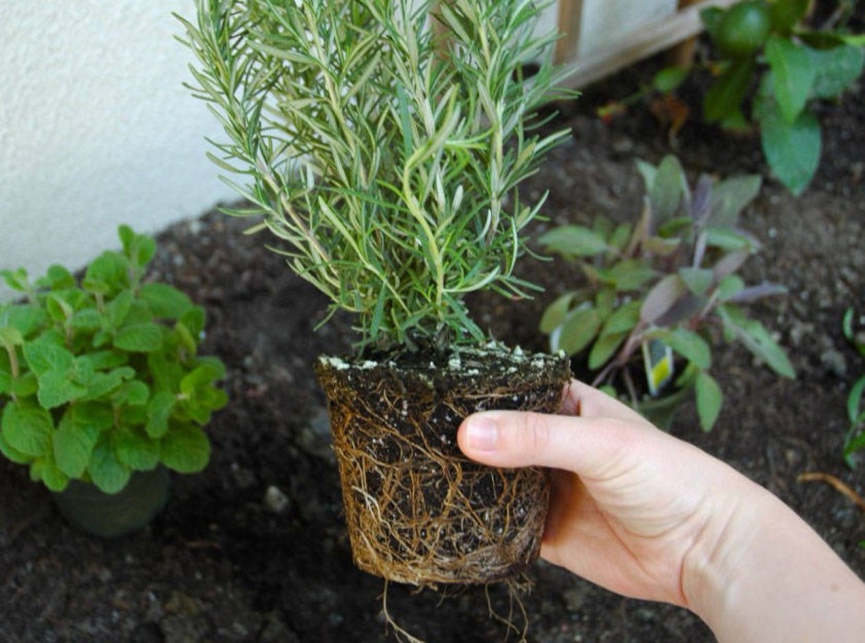 Веточка розмарина