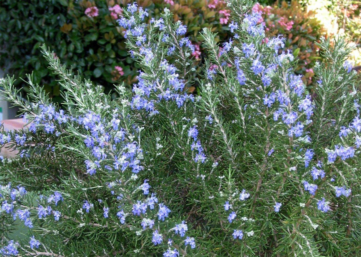 Комнатный цветок розмарин