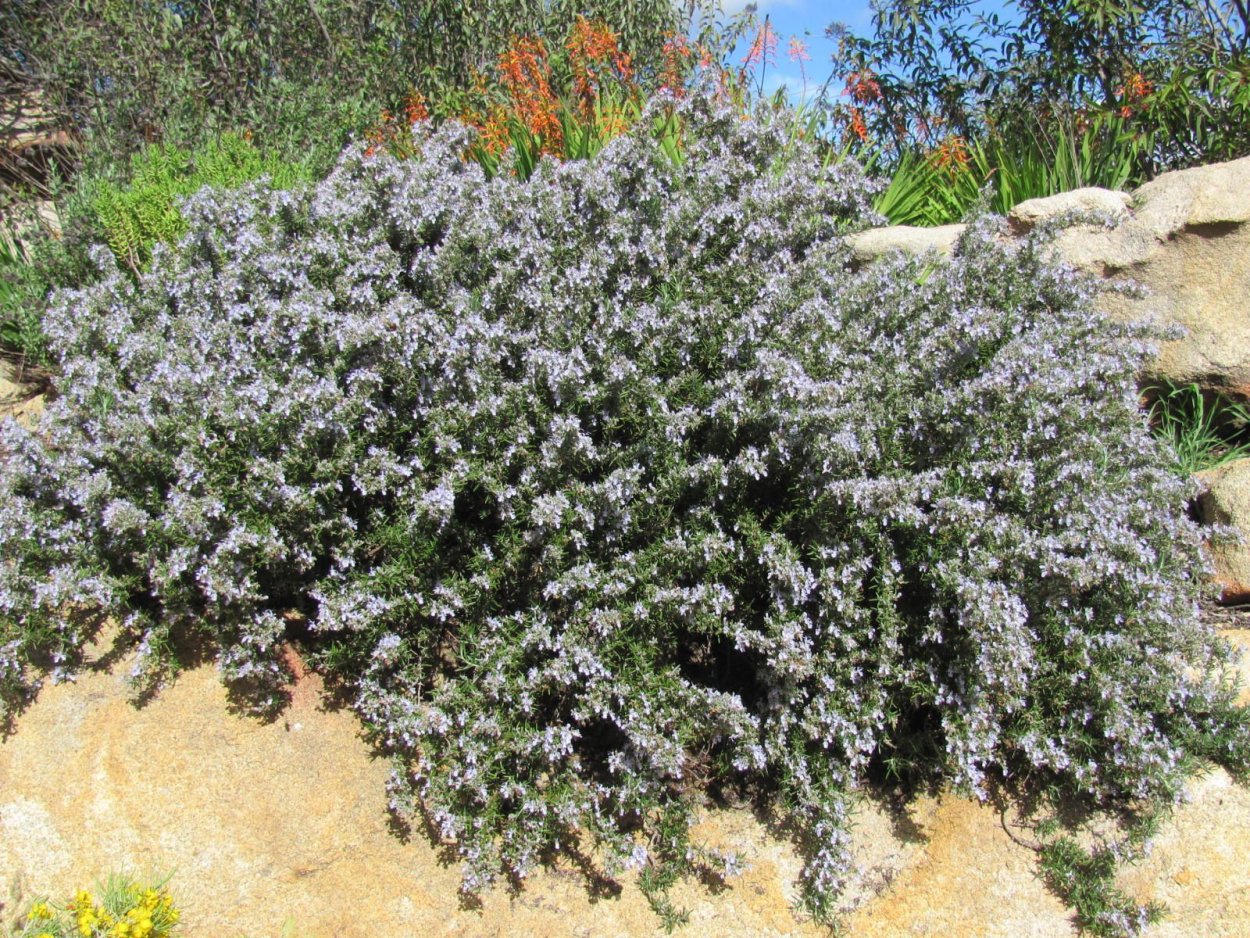 Формировать куст розмарин