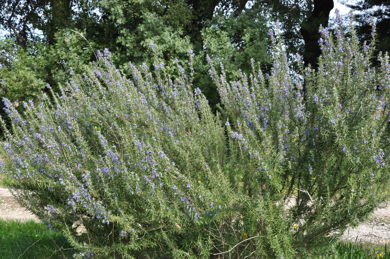 Розмарин кустарник