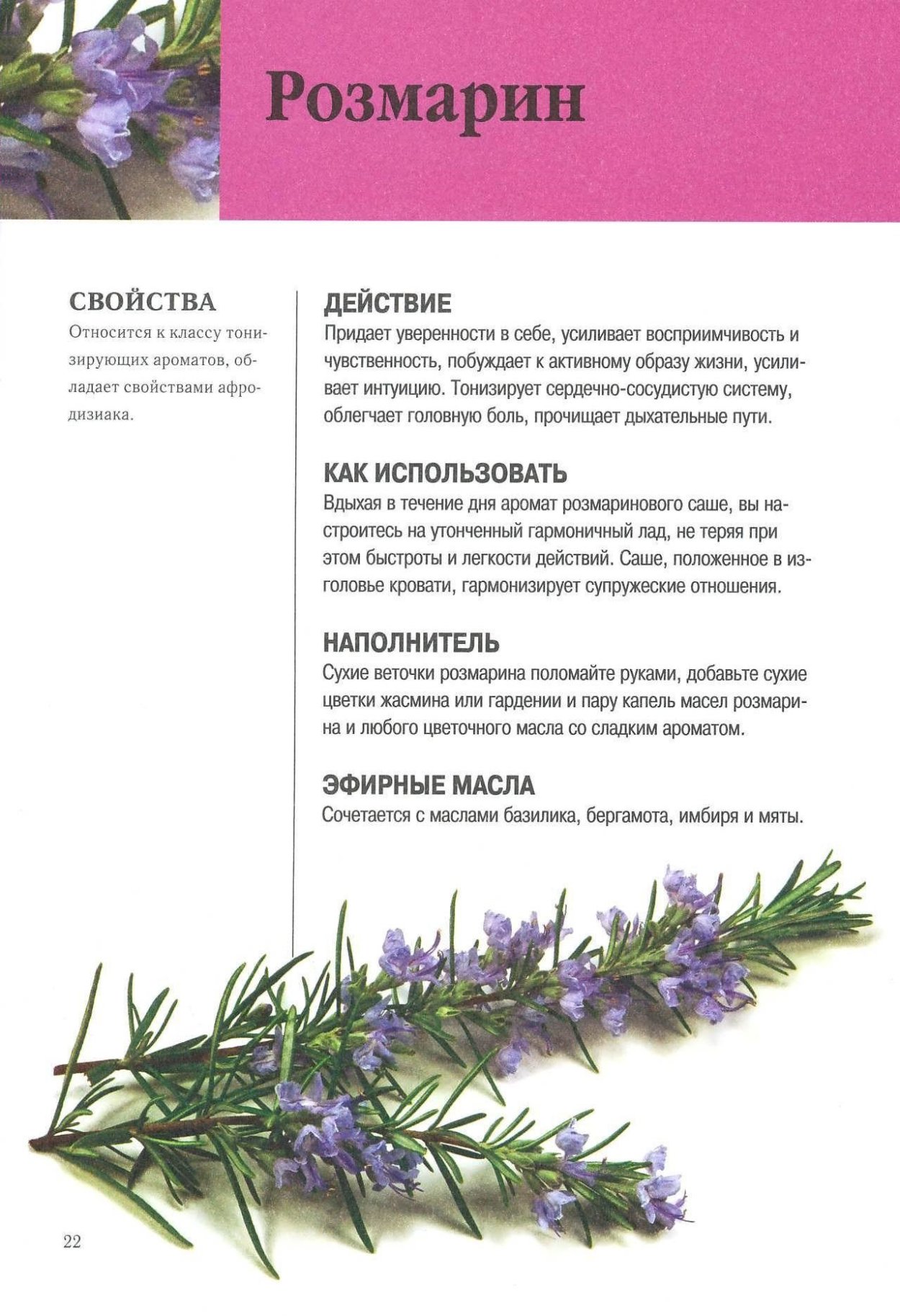 Сантолина и Лаванда