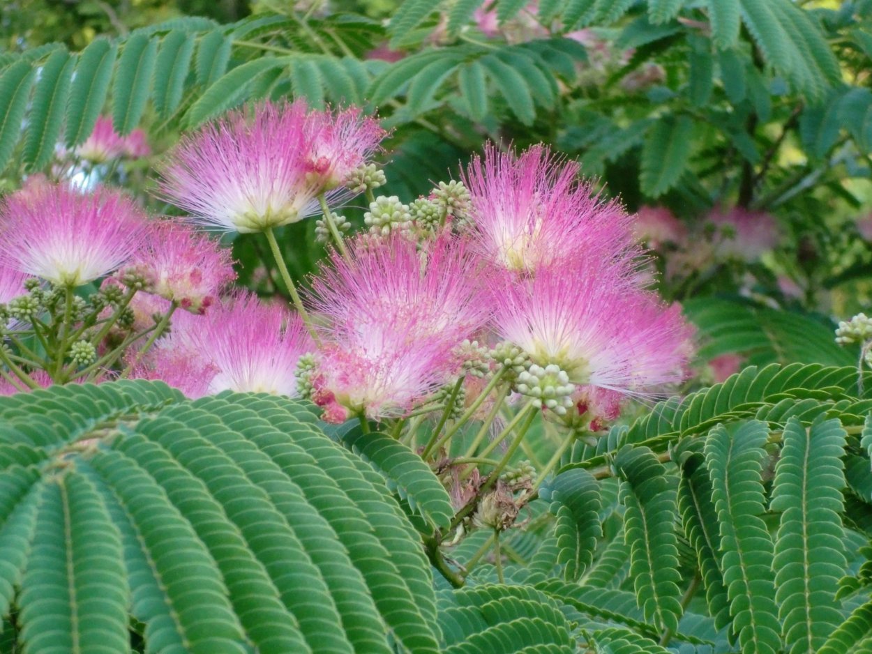 Альбиция ленкоранская бонсай