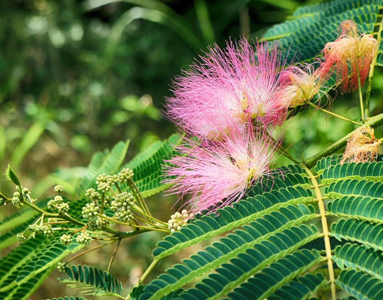 Японская Мимоза