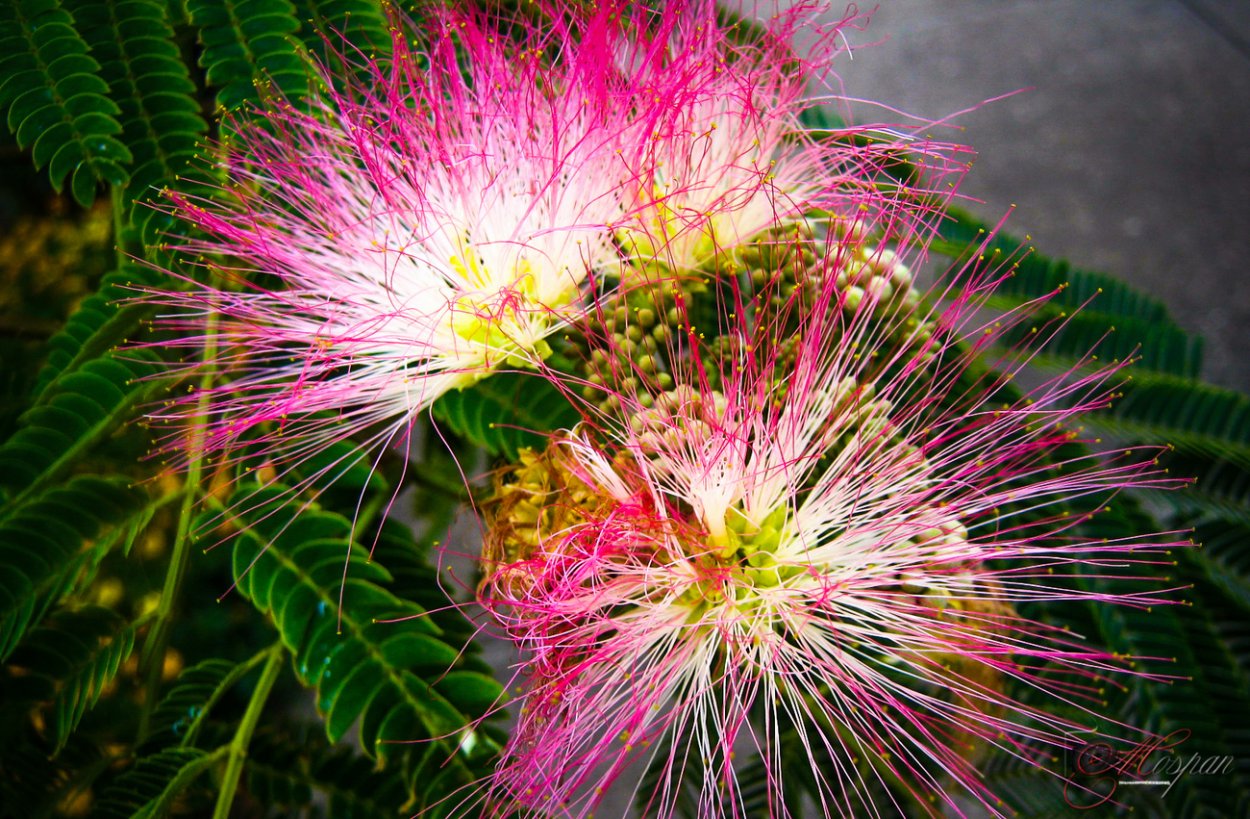 Альбиция шелковая Помпадур