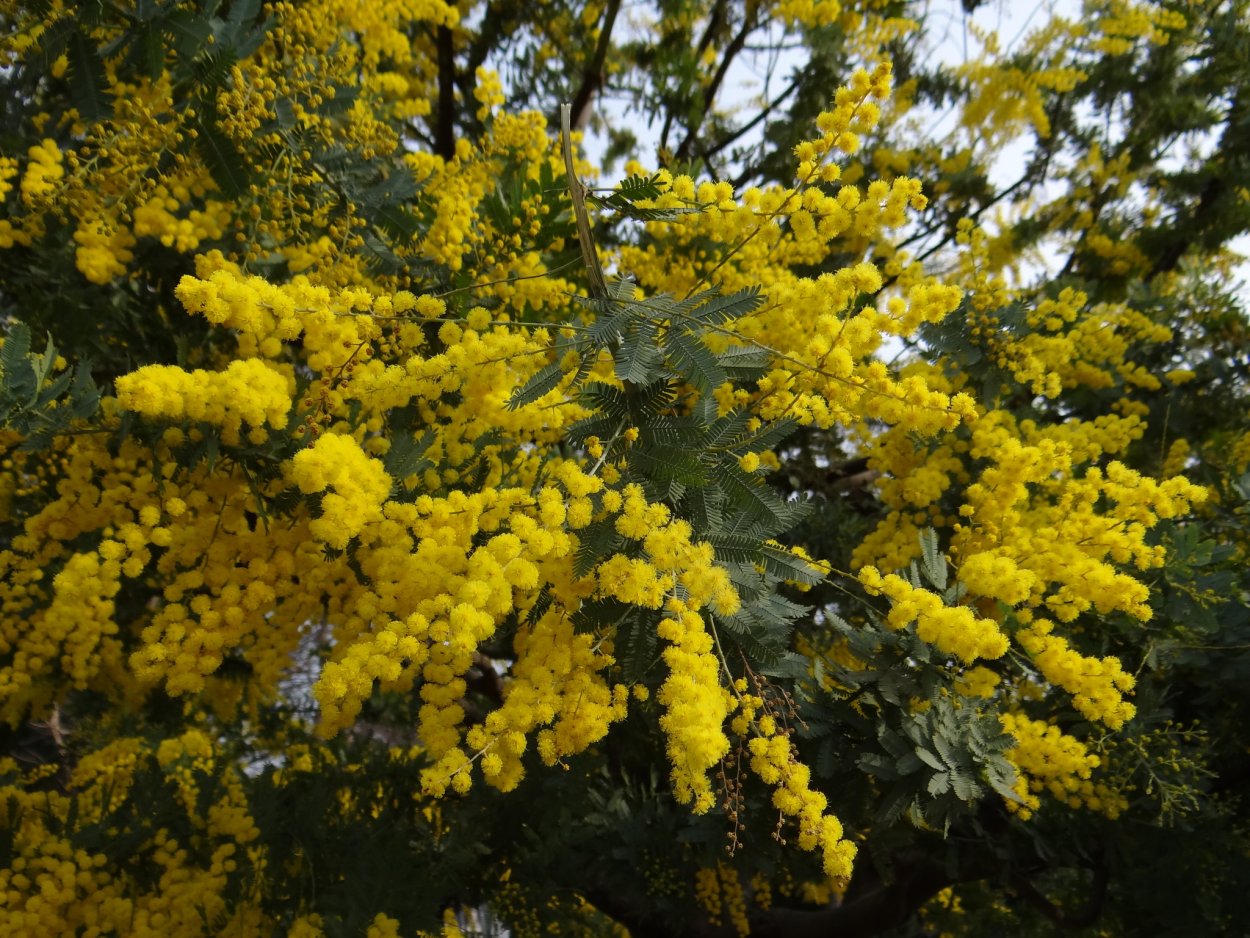Мимоза в Стамбуле