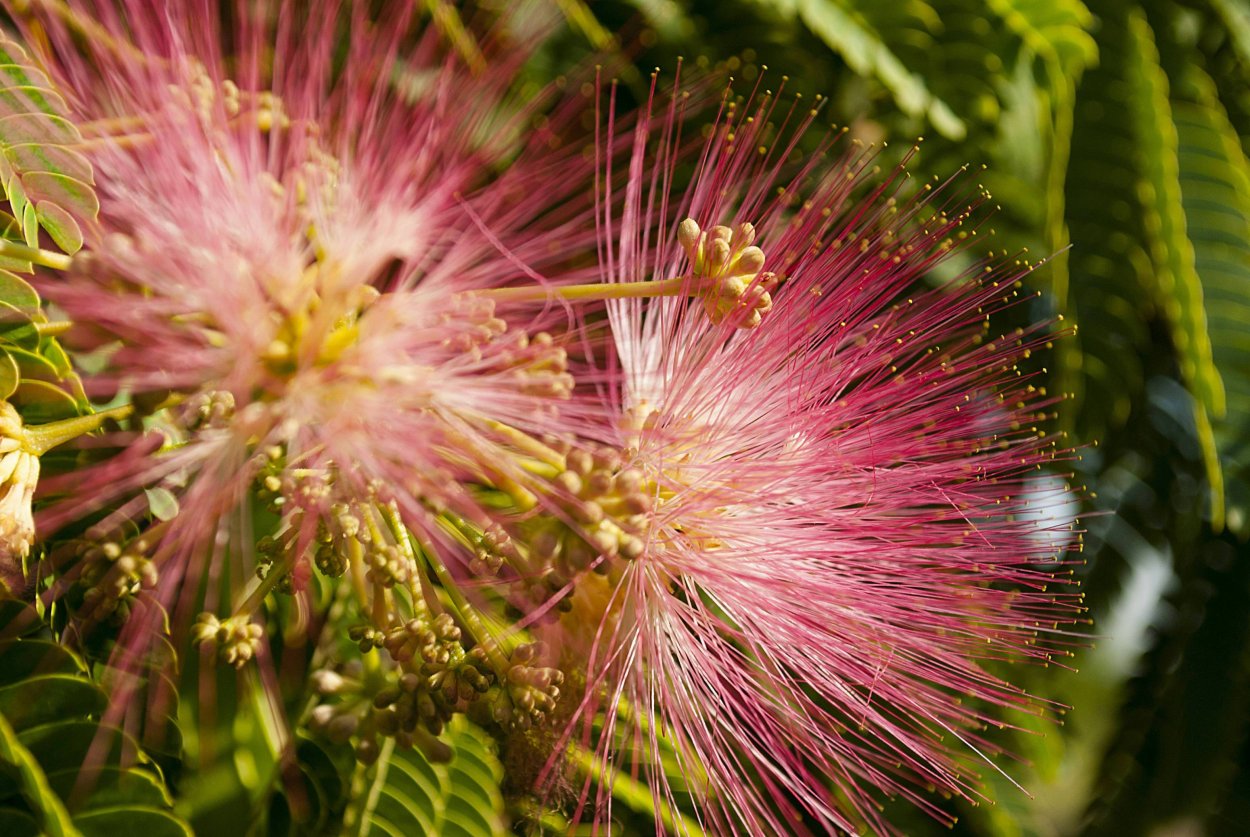 Альбиция (ленкоранская Акация) (Albizia