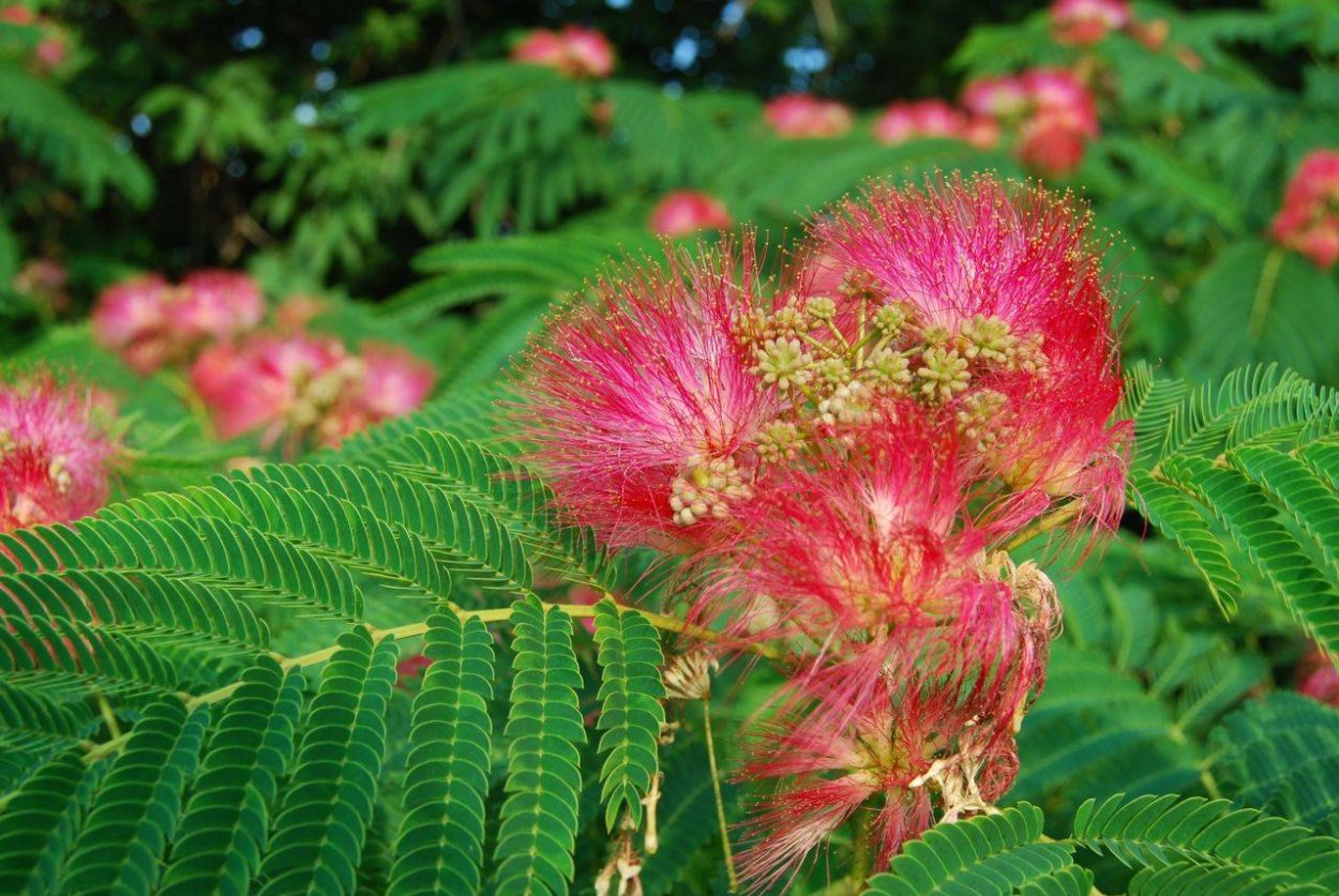 Альбиция ленкоранская - Albizia julibrissin
