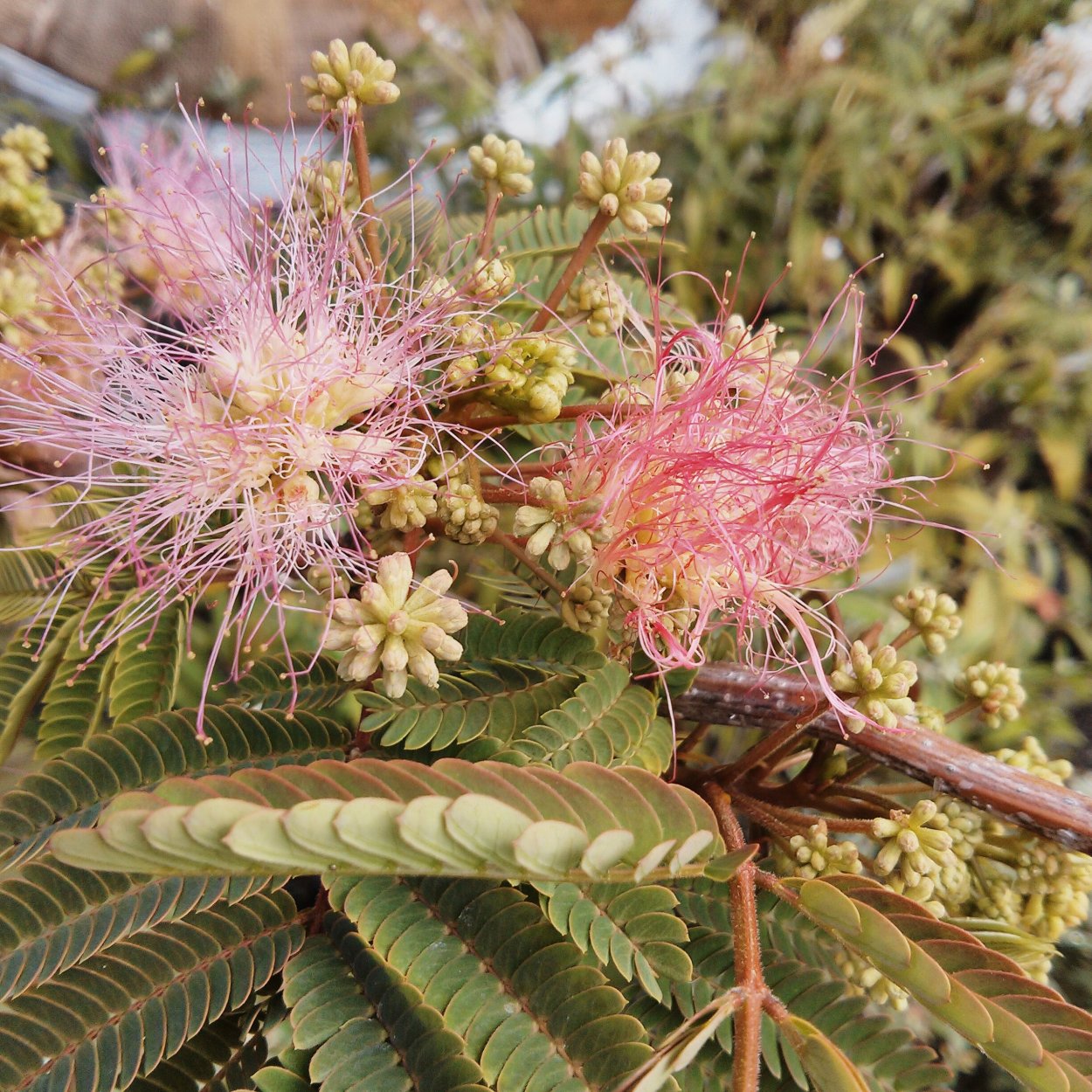 Цветок китайская Мимоза