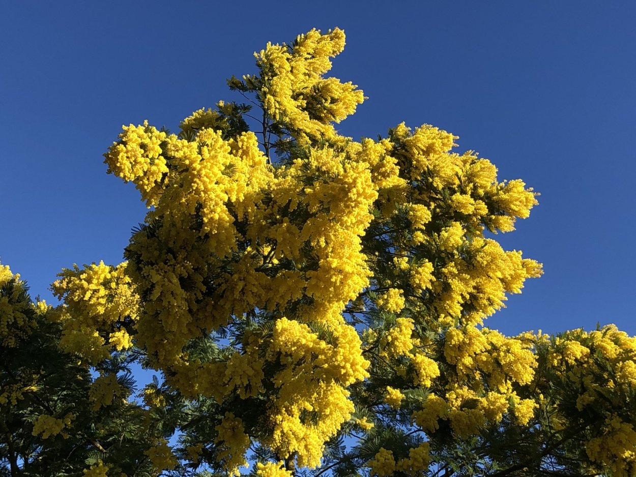 Мимоза дерево Лазурный берег
