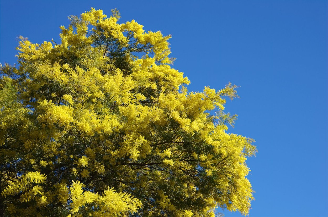 Альбиция Фаедон