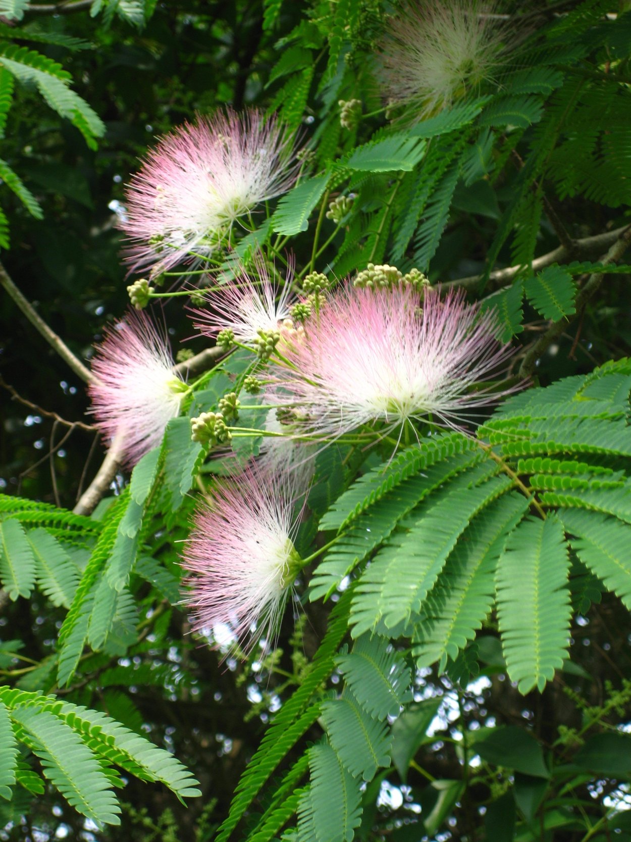 Albizia julibrissin