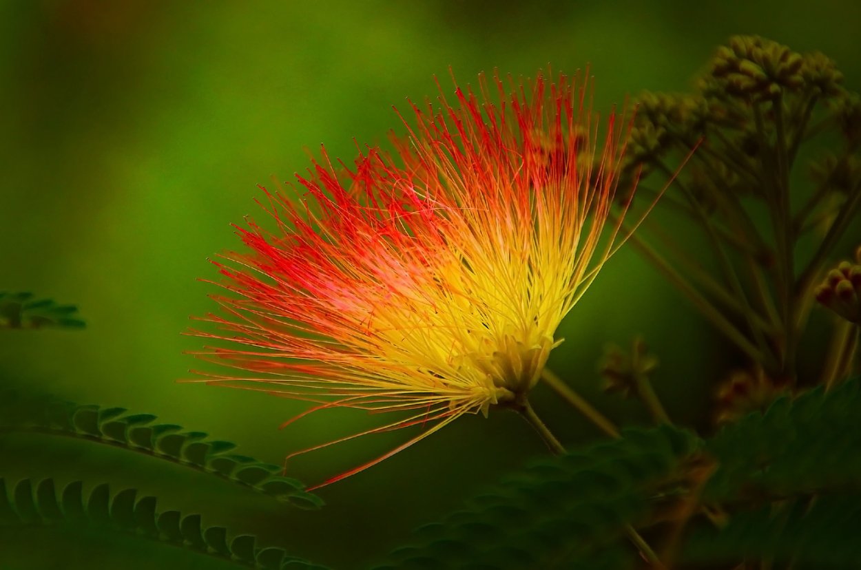 Альбиция шёлковая ленкоранская
