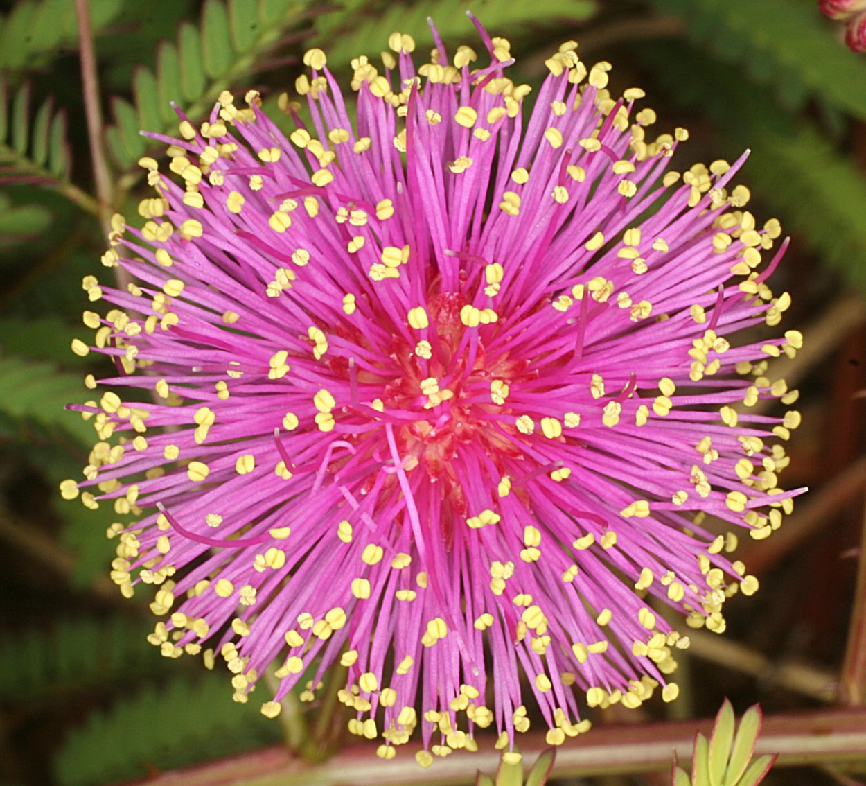 Цветок Мимоза стыдливая