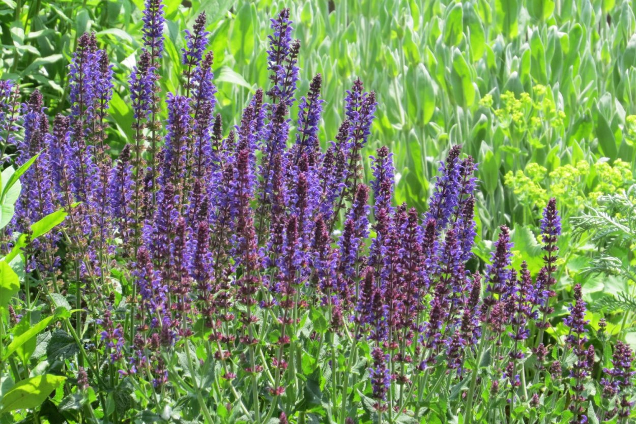 Шалфей Дубравный Blauhugel