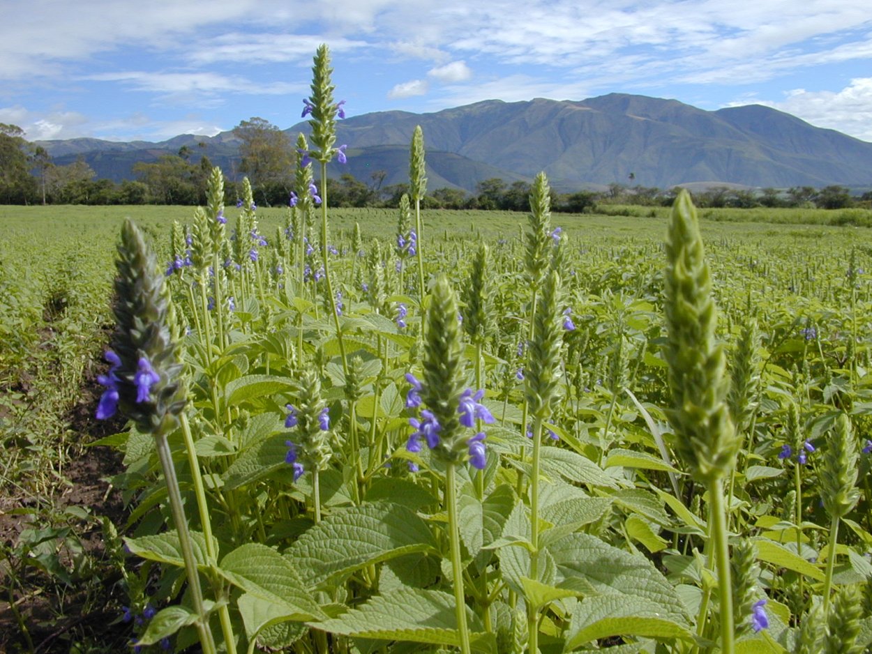 Шалфей испанский чиа