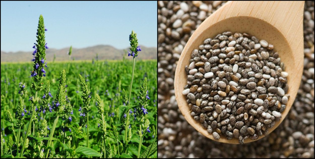 Шалфей узколистный чиа