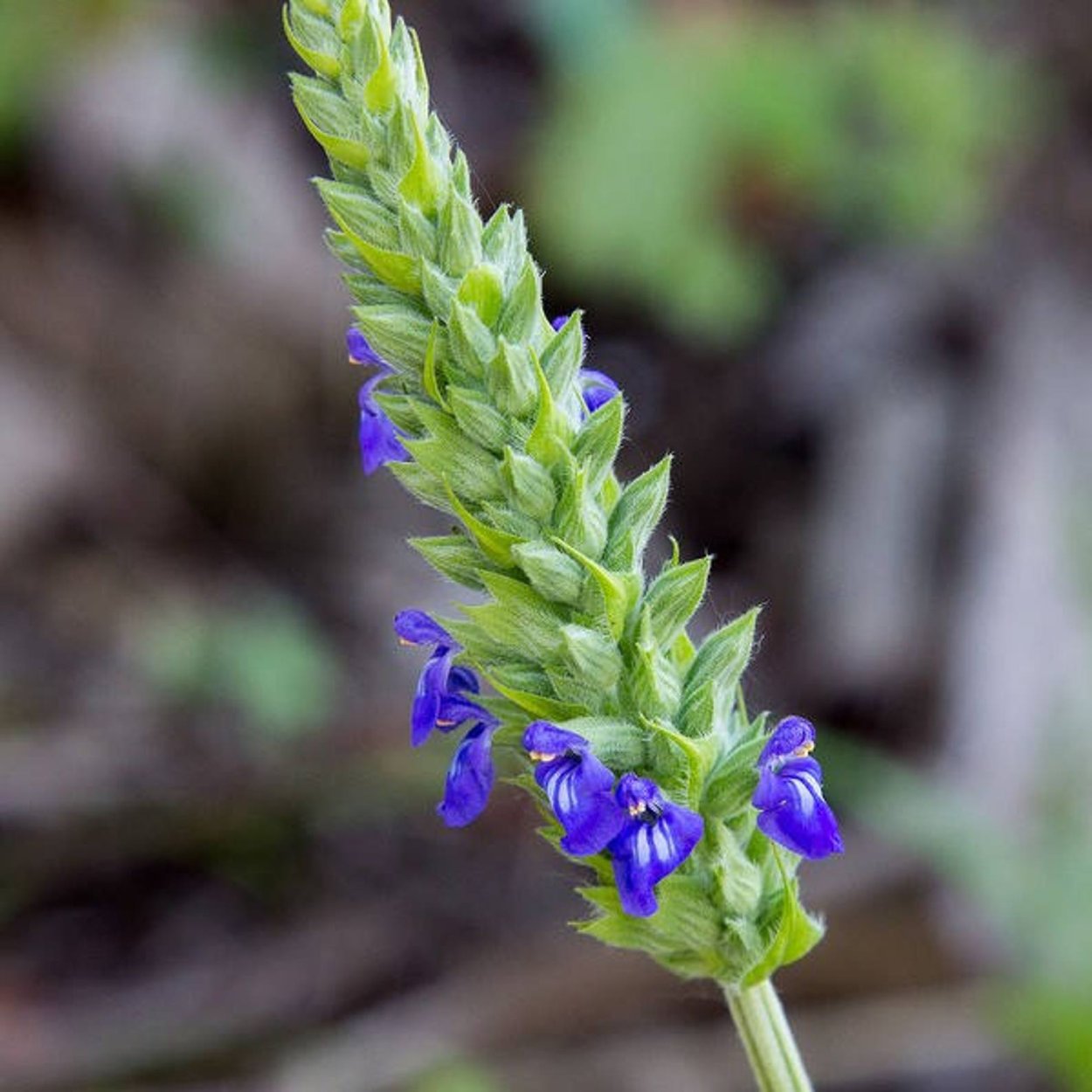 Шалфей узколистный чиа