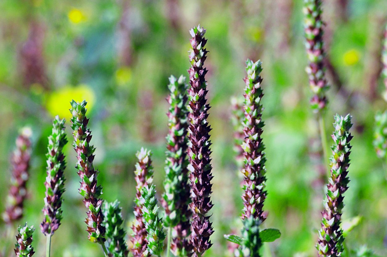 Семена чиа растение