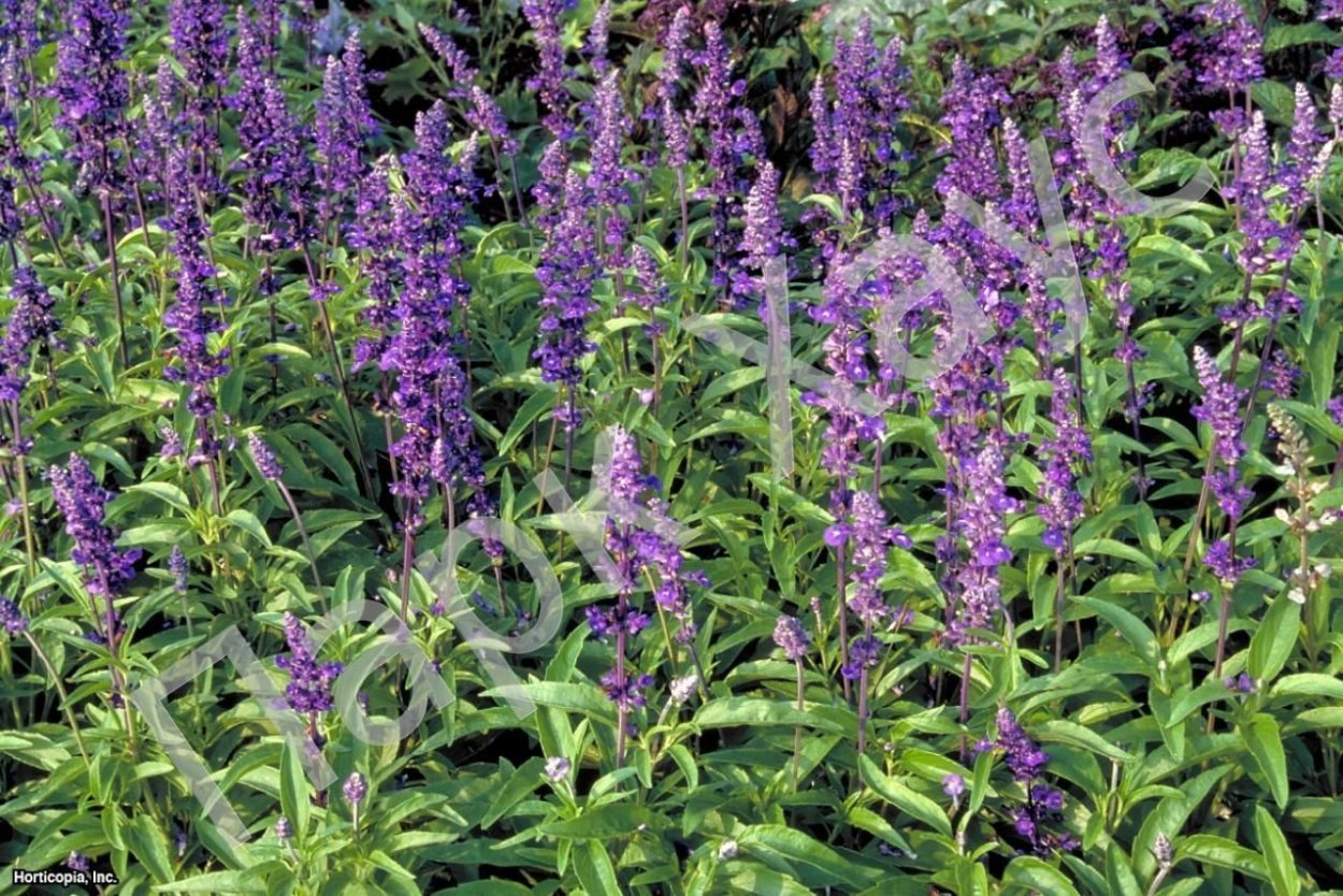 Шалфей узколистный чиа