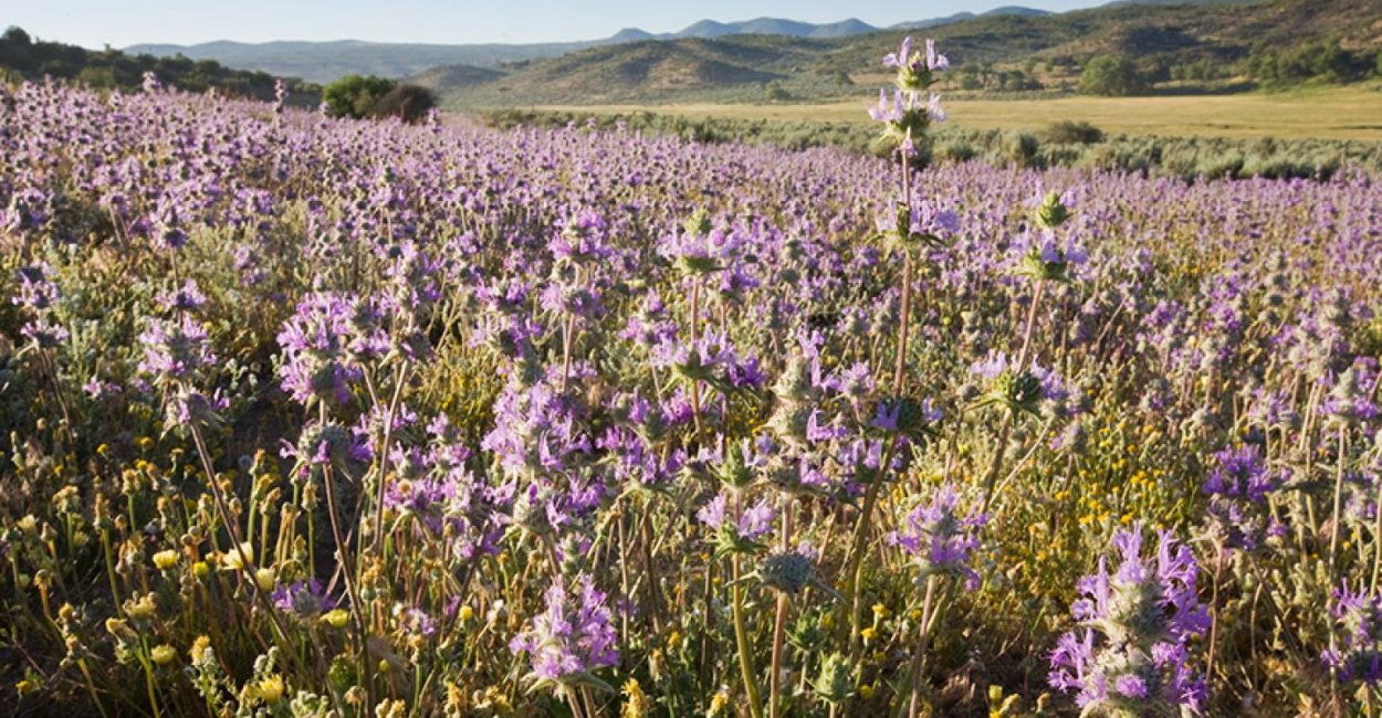 Семена чиа шалфей