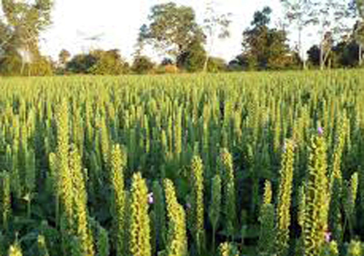 Шалфей испанский чиа