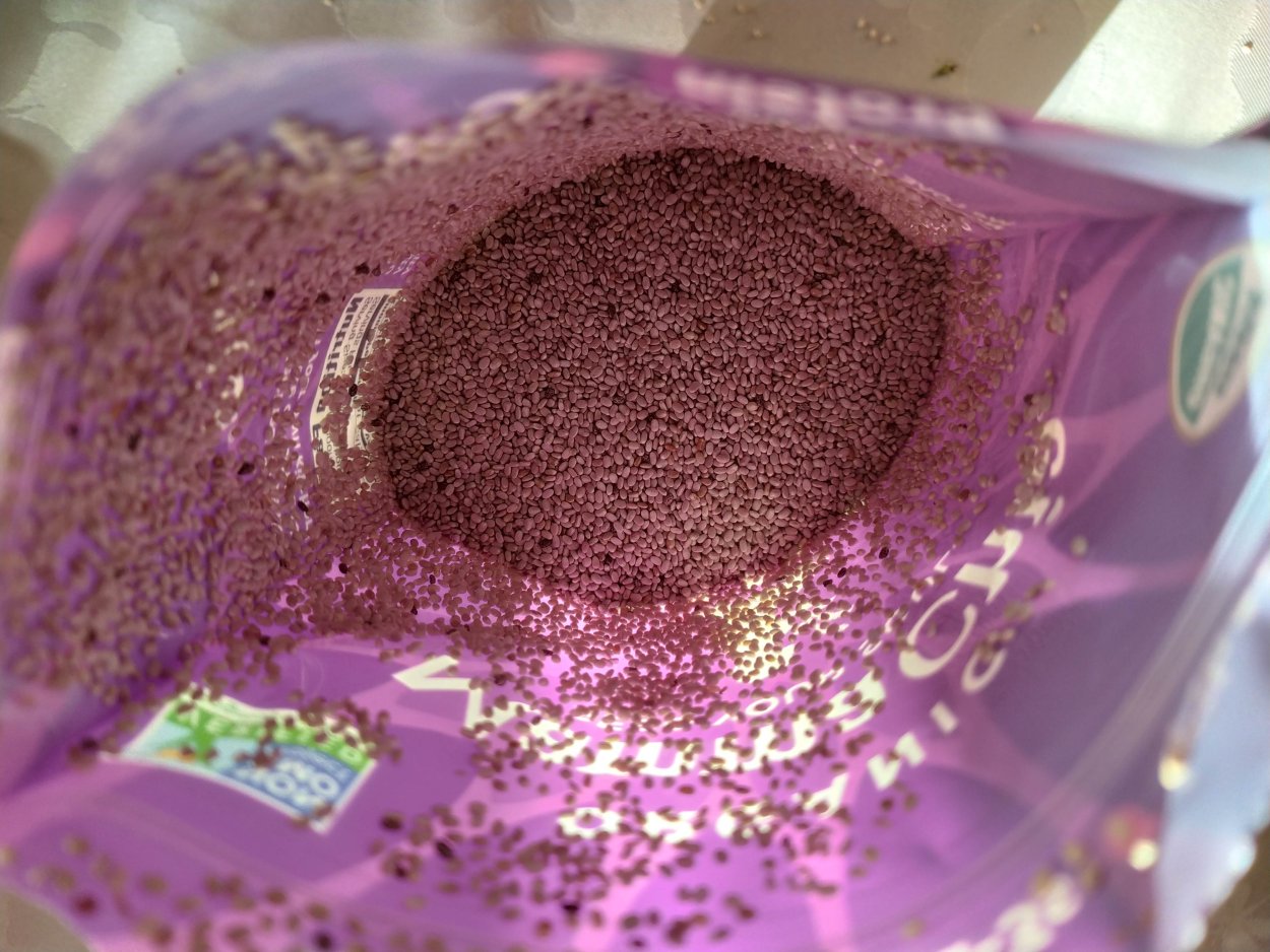 Семена чиа растение