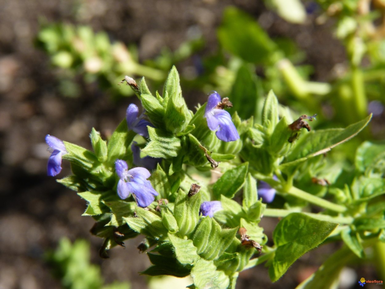 Семена чиа растение