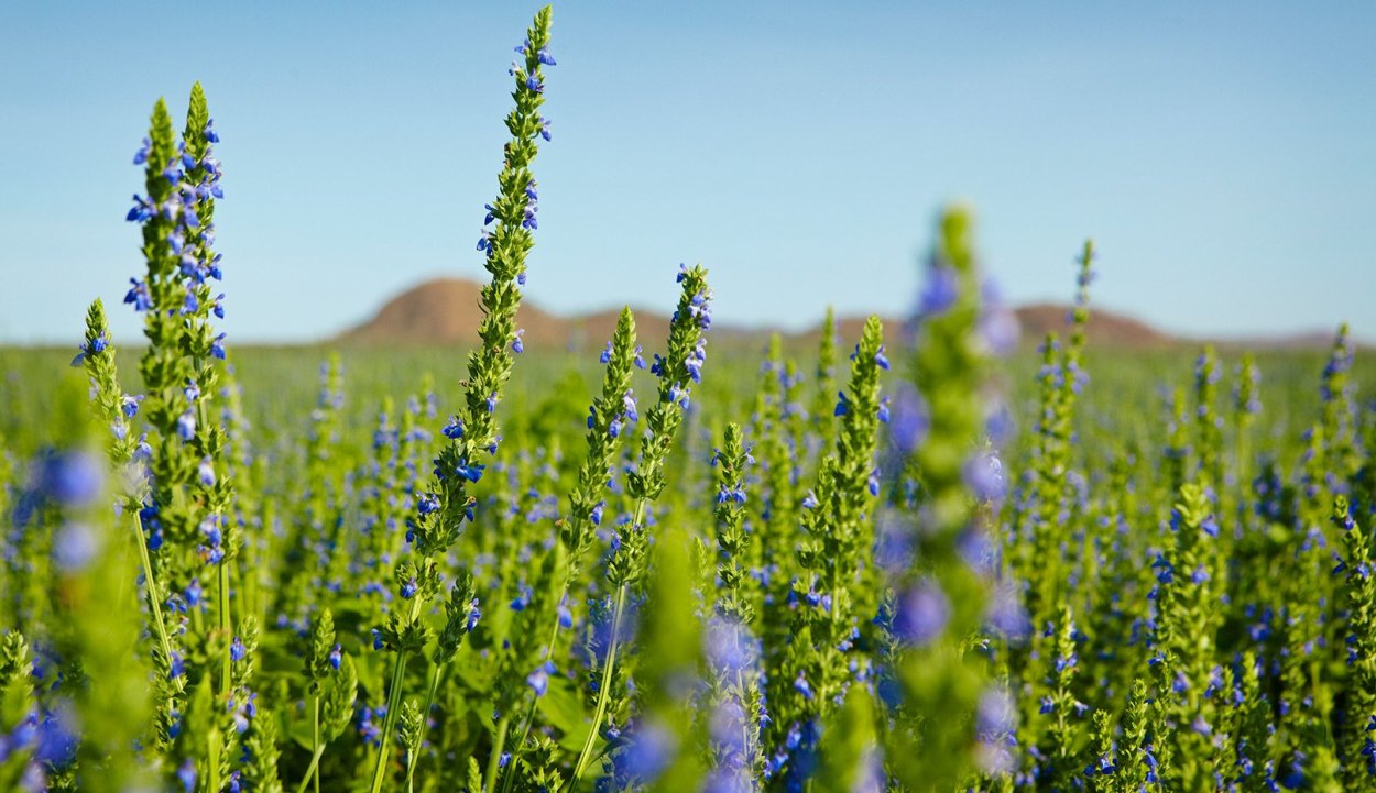 Семена чиа растение