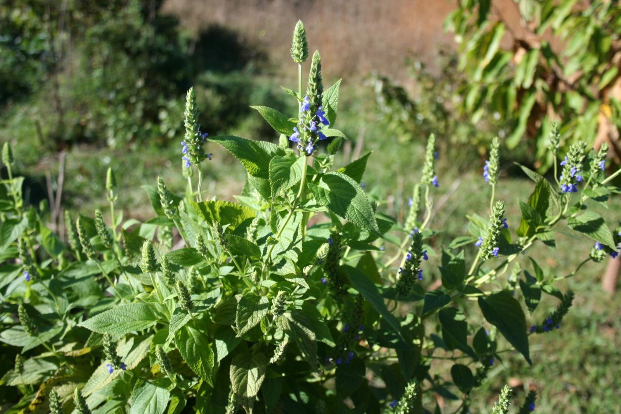 Шалфей испанский чиа