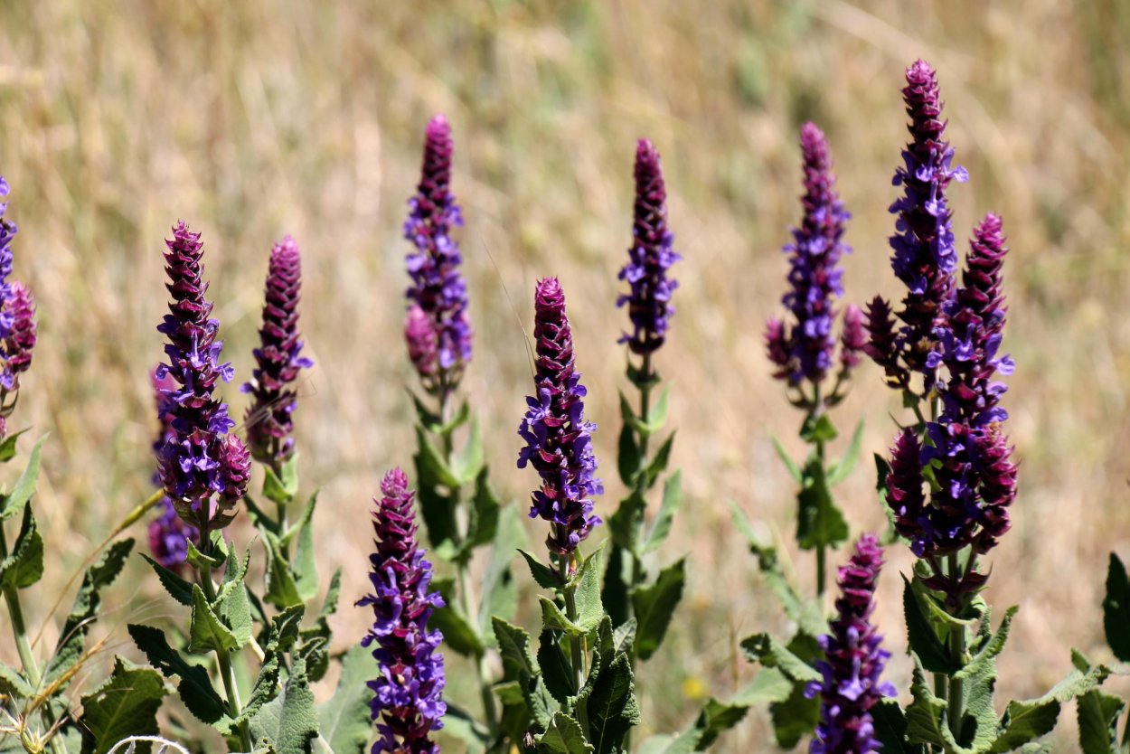 Мелисса + шалфей