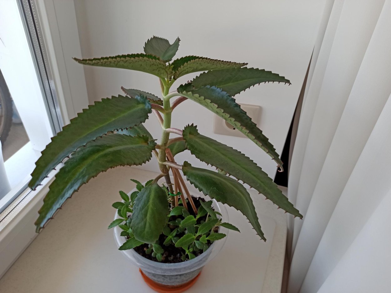 Каланхоэ Дегремона цветение