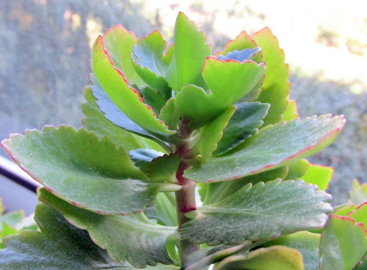 Бриофиллум Дегремона