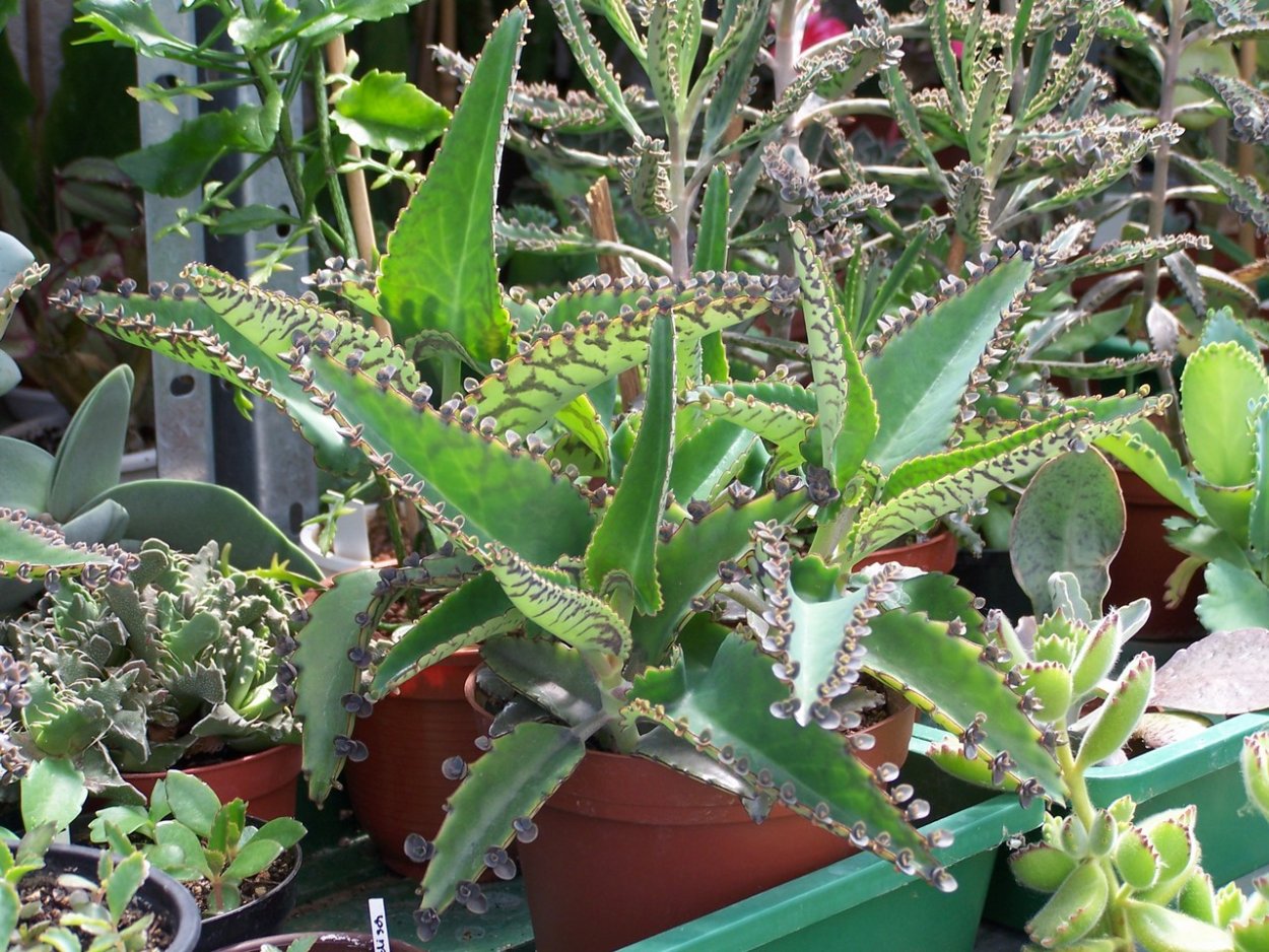 Каланхоэ пильчатолистное (Kalanchoe serratifolium)