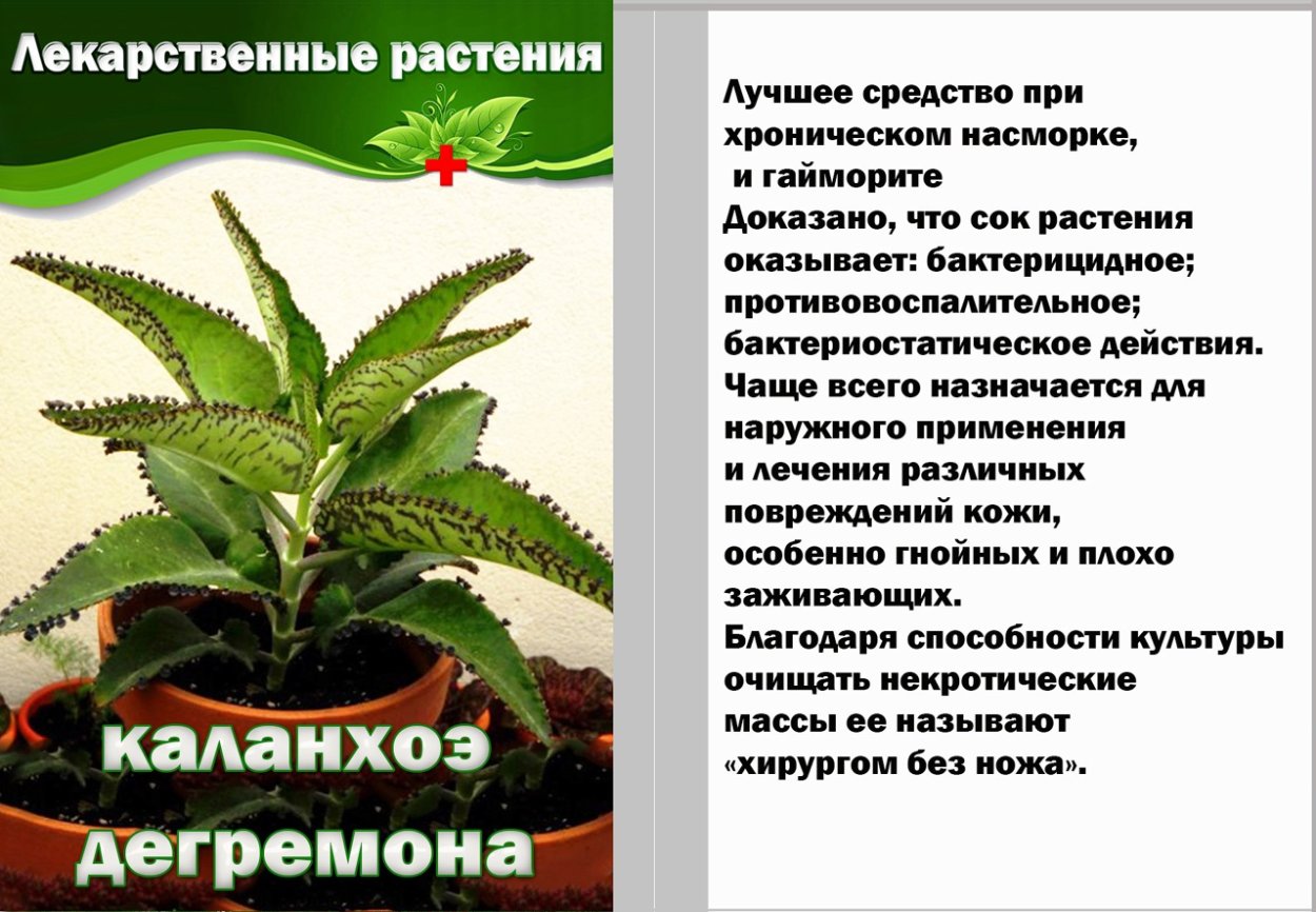 Бриофиллум Дегремона