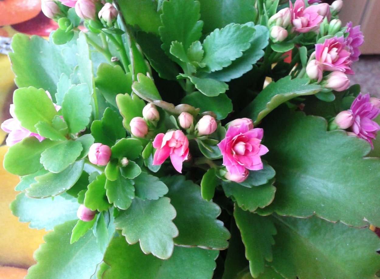 Каланхоэ перистое и Дегремона